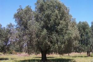 Terreno con ulivi prezzo trattabile