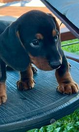 I migliori cuccioli italiani ( bassotto )