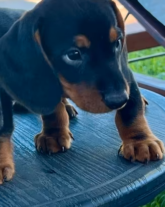I migliori cuccioli italiani ( bassotto )