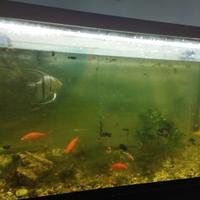 Pesci con vasca da 250 lt