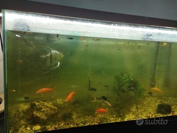 Pesci con vasca da 250 lt