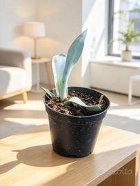 Piantina  di agave variegata