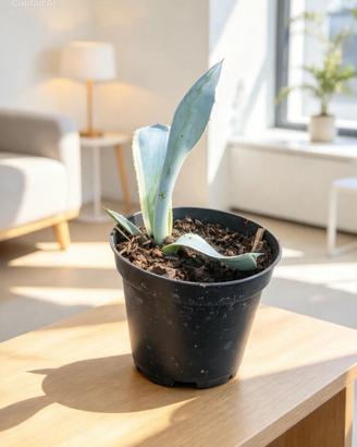 Piantina  di agave variegata
