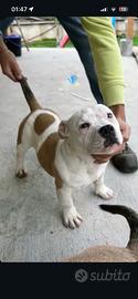 American bully
