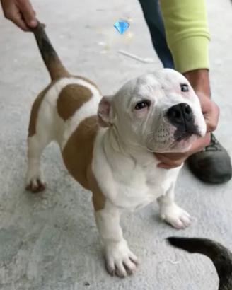 American bully