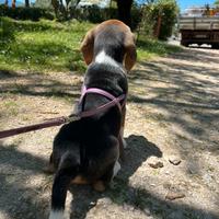 Cucciola di Beagle con Pedigree