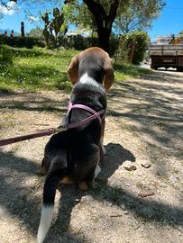 Cucciola di Beagle con Pedigree