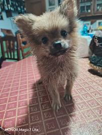Spritz di Pomerania
