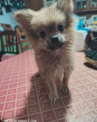 Spritz di Pomerania