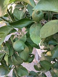 piante limoni