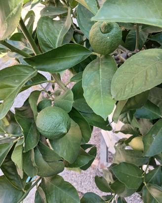 piante limoni