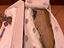 Immagine 6