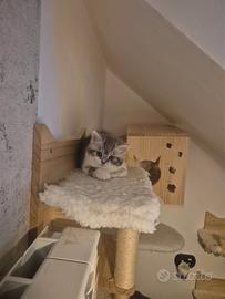 Gatto scottish straight