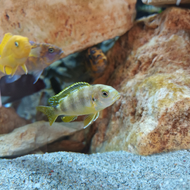 Labidochromis perlmutt