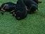 Immagine 4