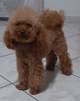 Barboncino Toy Red Pedigree Enci X Monte