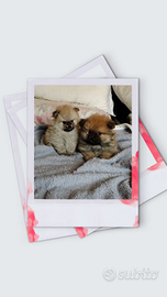 Spitz Pomerania nano pedigree ENCI