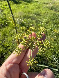 Finocchietto selvatico