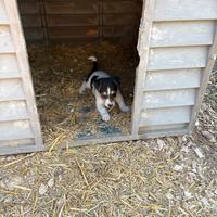 Jack Russell terrier