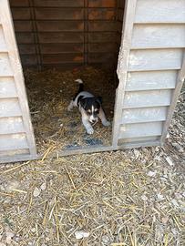 Jack Russell terrier