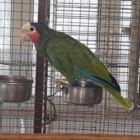 Pappagallo amazone di cuba