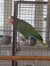 Pappagallo amazone di cuba