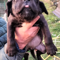 Cucciole cane corso