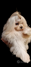 Maltese
