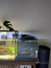 Acquario procambarus