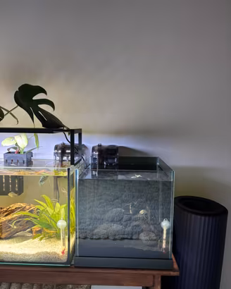 Acquario procambarus