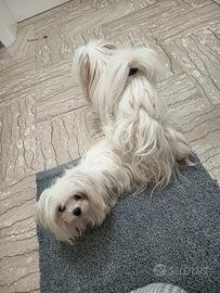 Cuccioli Maltese mini