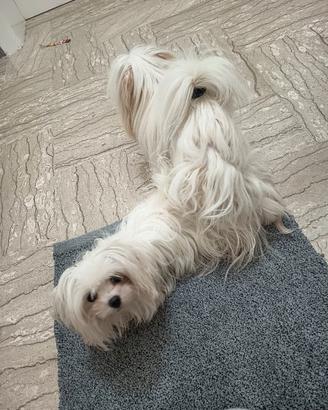 Cuccioli Maltese mini