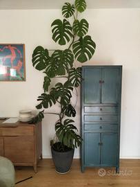 monstera alta fino al soffitto 