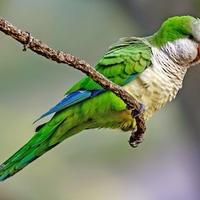 Pappagallo parrocchetto monaco