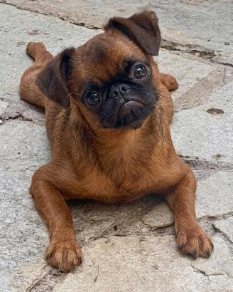 Piccolo Brabantino