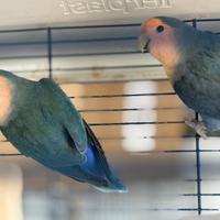 Coppia inseparabili Nt