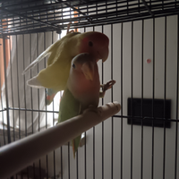 Due coppie di INSEPARABILI