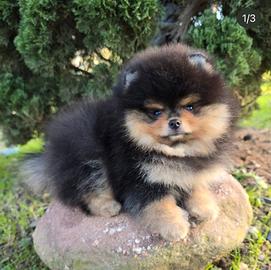 Volpini pomerania spitz toy cuccioli