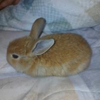 Coniglio Nano Ariete