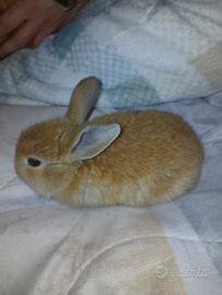 Coniglio Nano Ariete