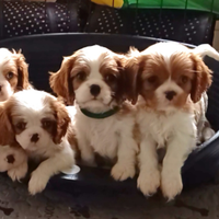 Cavalier king con Pedigree Enci e certificazioni