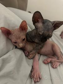 Sphynx