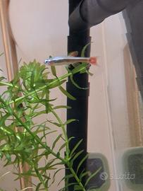 Pesce Tanichthys albonubes