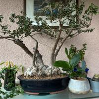 Bonsai Olivastro