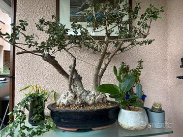 Bonsai Olivastro