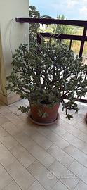 Crassula ovata