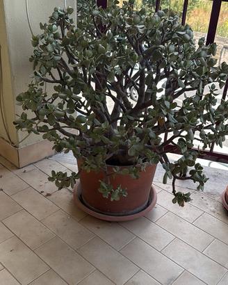 Crassula ovata