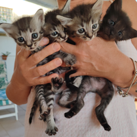 Cuccioli di Gatto