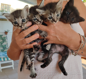 Cuccioli di Gatto
