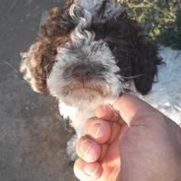 Cuccioli di lagotto romagnolo